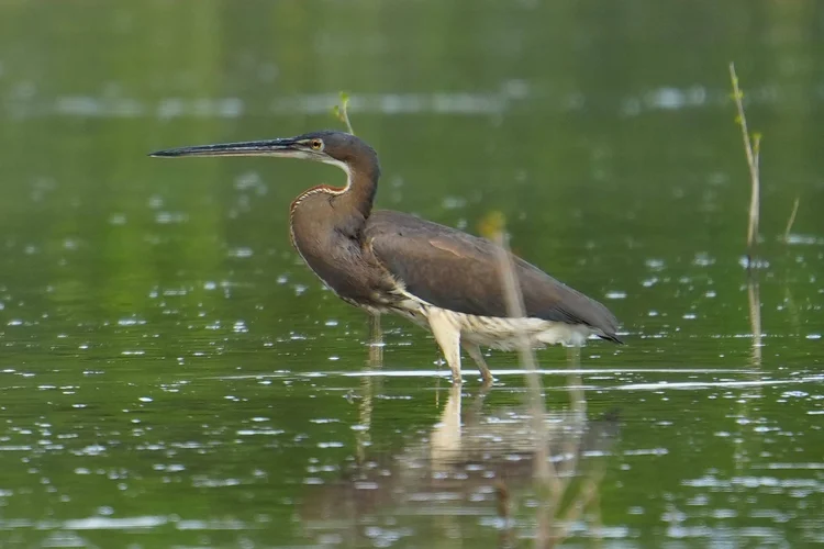 A young agami heron (Agamia agami) stands in shallow water, long bill poised above its pale, streaked belly.