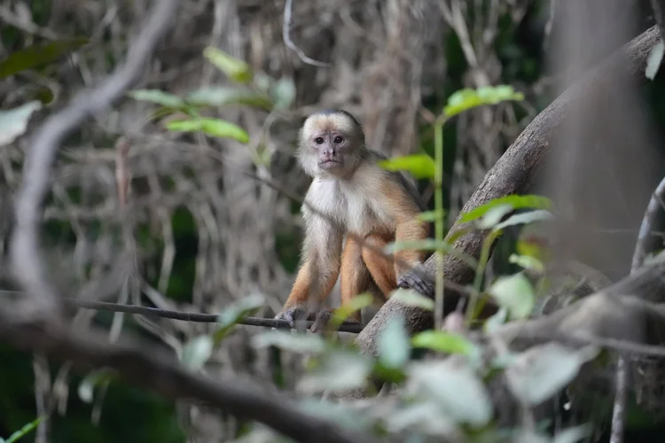 A white-fronted capuchin (Cebus albifrons group) sits among the riverbank’s interwoven branches.