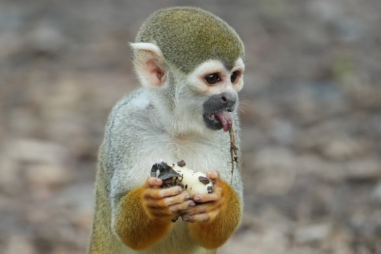 Probably a Humboldt’s squirrel monkey (Saimiri cassiquiarensis), with pale eye patches and a black muzzle above its handful of fruit.