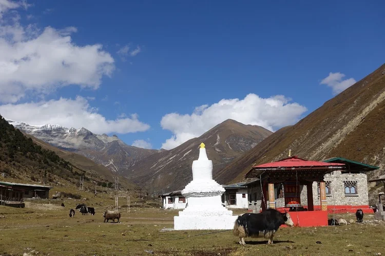 Yaks wander between the white stupa and a brightly painted prayer-wheel pavilion in Soe.