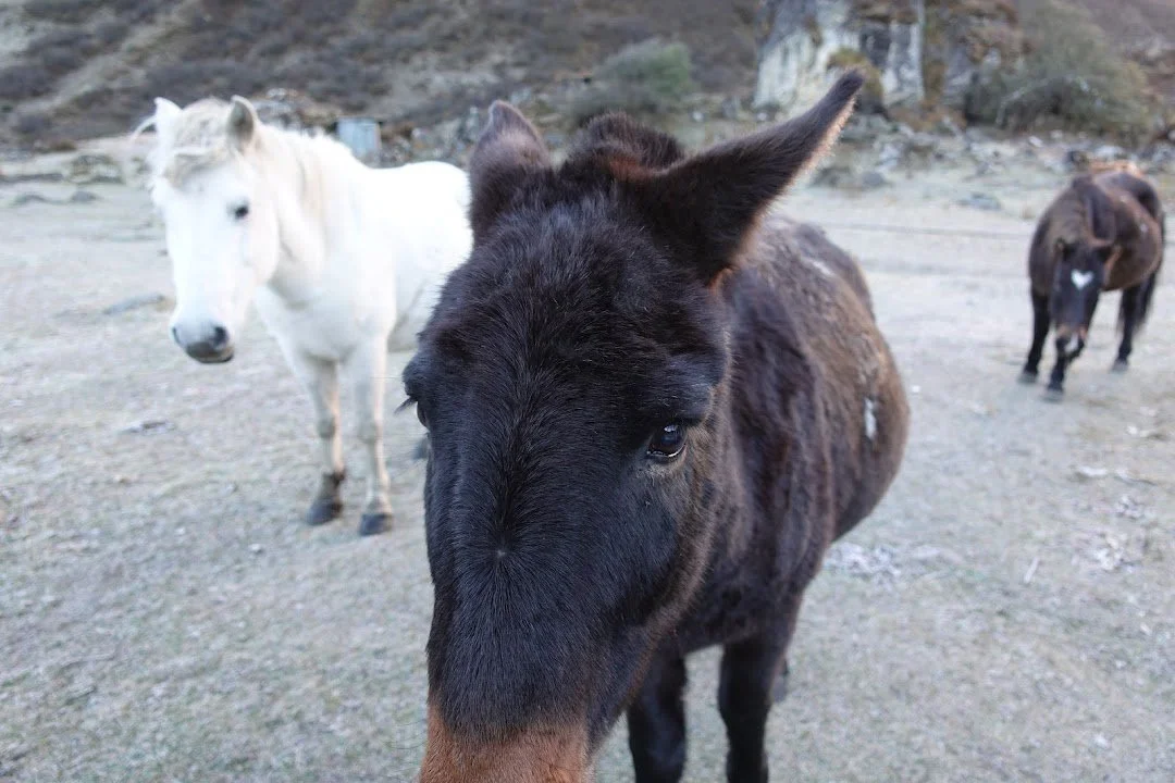 One of the camp’s mules comes close to the camera, with two companions behind.