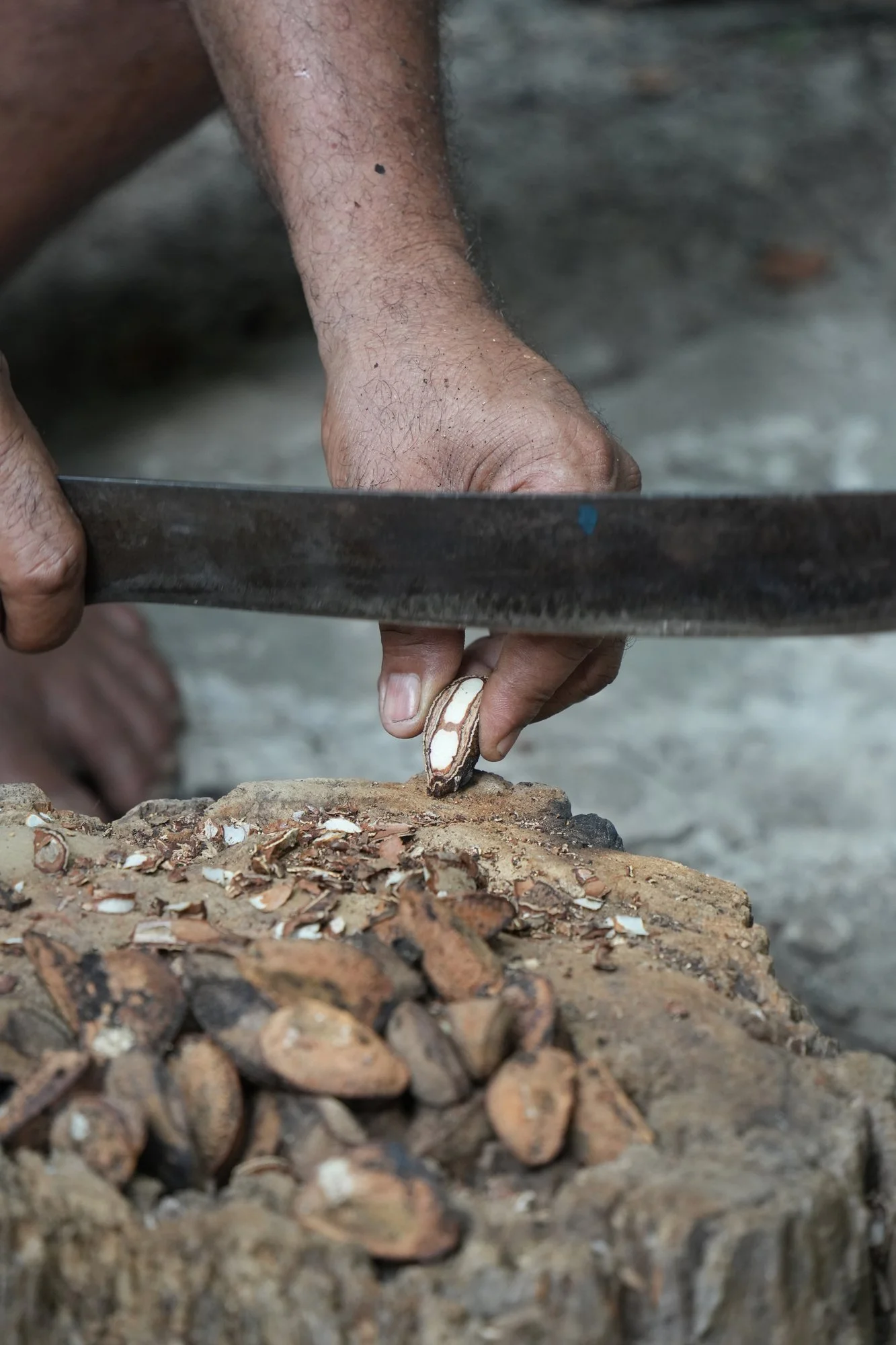 Hands work with a machete to open Brazil nuts (Bertholletia excelsa), releasing the kernels from their tough shells.