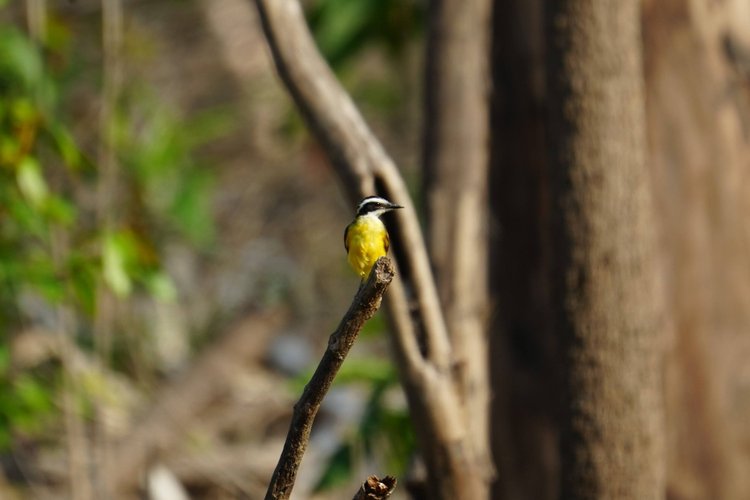 Probably a lesser kiskadee (Philohydor lictor), with a slender bill, black-and-white head and bright yellow breast.