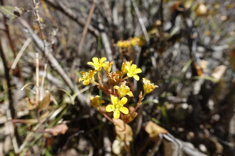 A cluster of yellow flowers catches the sunlight among dry stems.