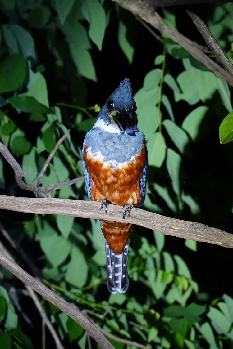 A female ringed kingfisher (Megaceryle torquata) rests after dark, a blue-grey breast band above her chestnut belly.