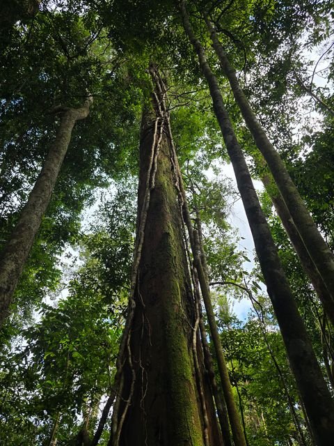 A vine-covered trunk rises into the canopy, surrounded by smaller trees.