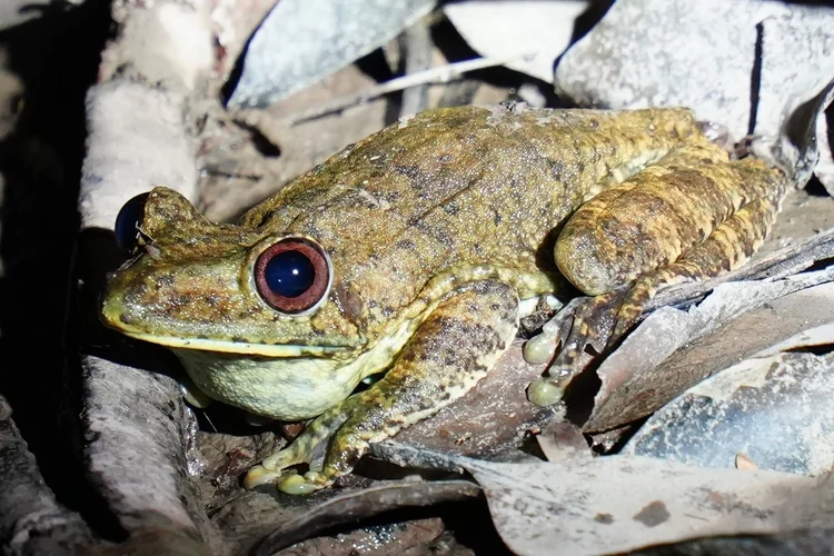 Probably an Upper Orinoco treefrog (Boana wavrini), perched among leaves beside the Rio Negro at night.