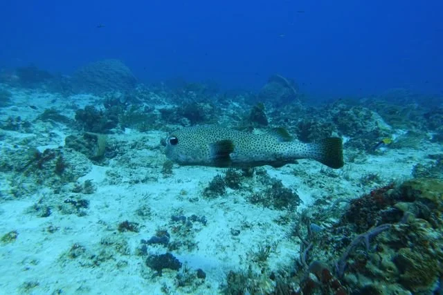 A porcupinefish (Diodon hystrix) swims above the reef, its pale body and fins covered in small dark spots.