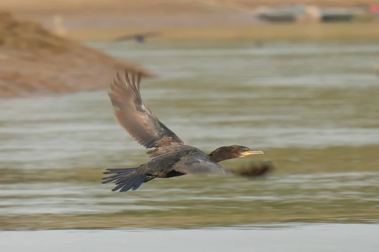 A Neotropic cormorant (Nannopterum brasilianum) flies just above the river, its long tail trailing behind.