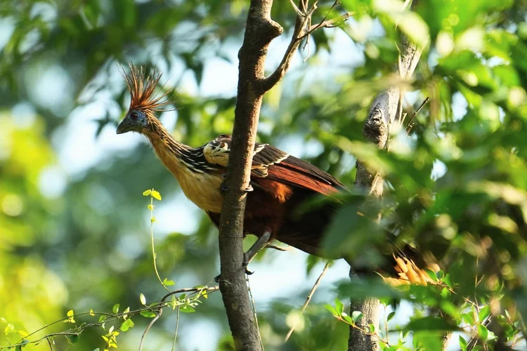 A hoatzin (Opisthocomus hoazin) clambers through sunlit leaves, revealing blue facial skin, a red eye and an unruly crest.