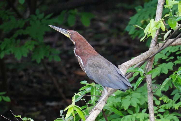 A rufescent tiger-heron (Tigrisoma lineatum) perches in riverside foliage, its thick neck contrasting with finely patterned wings.