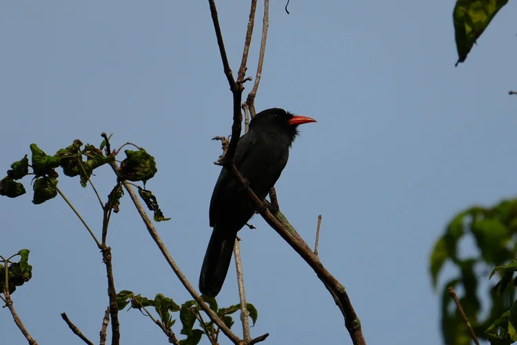A black-fronted nunbird (Monasa nigrifrons) perches against the sky, its bright bill standing out from charcoal plumage.