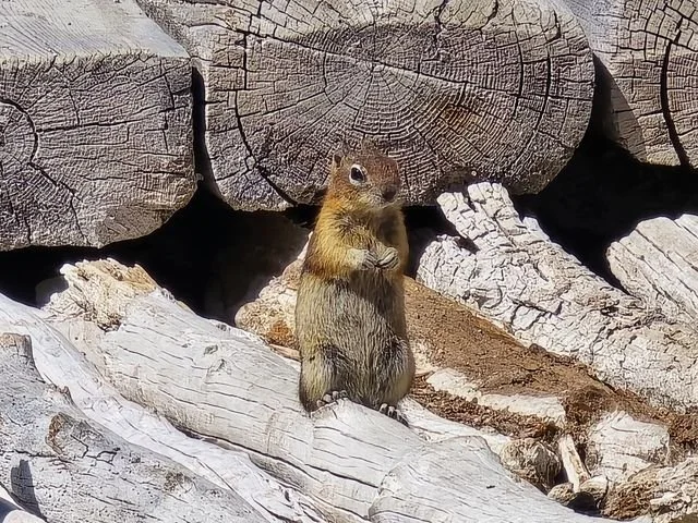 A ground squirrel stands upright between weathered logs.