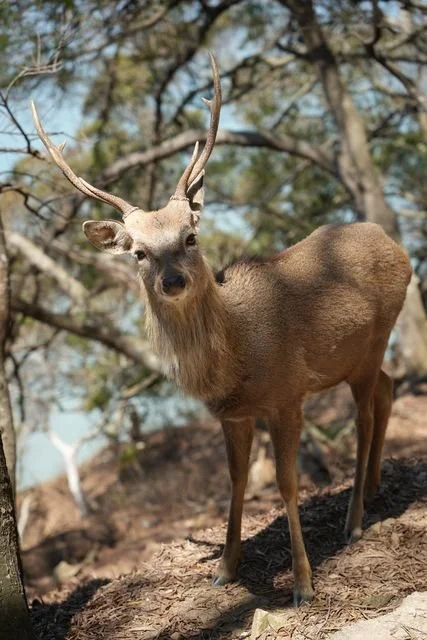 A sika stag stands beneath the trees on Daqiu, its antlers framed by branches.