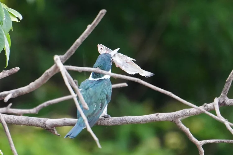 Probably an Amazon kingfisher (Chloroceryle amazona), with a silvery fish gripped across its bill.