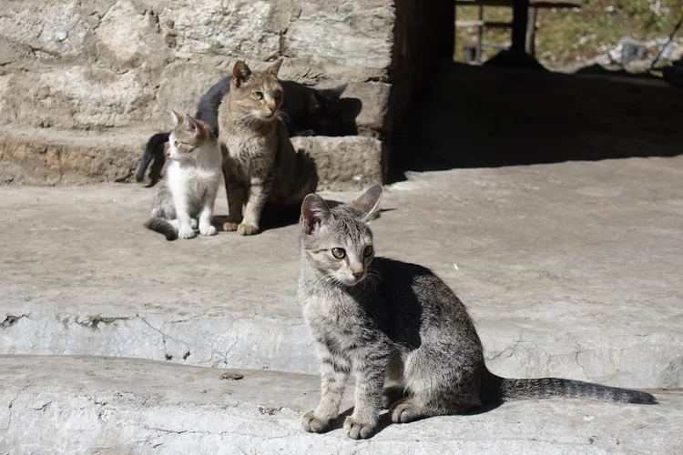 Domestic cats gather on sun-warmed stone steps beside a building.