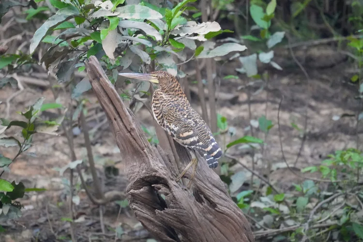 Probably a young rufescent tiger-heron (Tigrisoma lineatum), its buff-and-black barring visible above a broken riverside trunk.