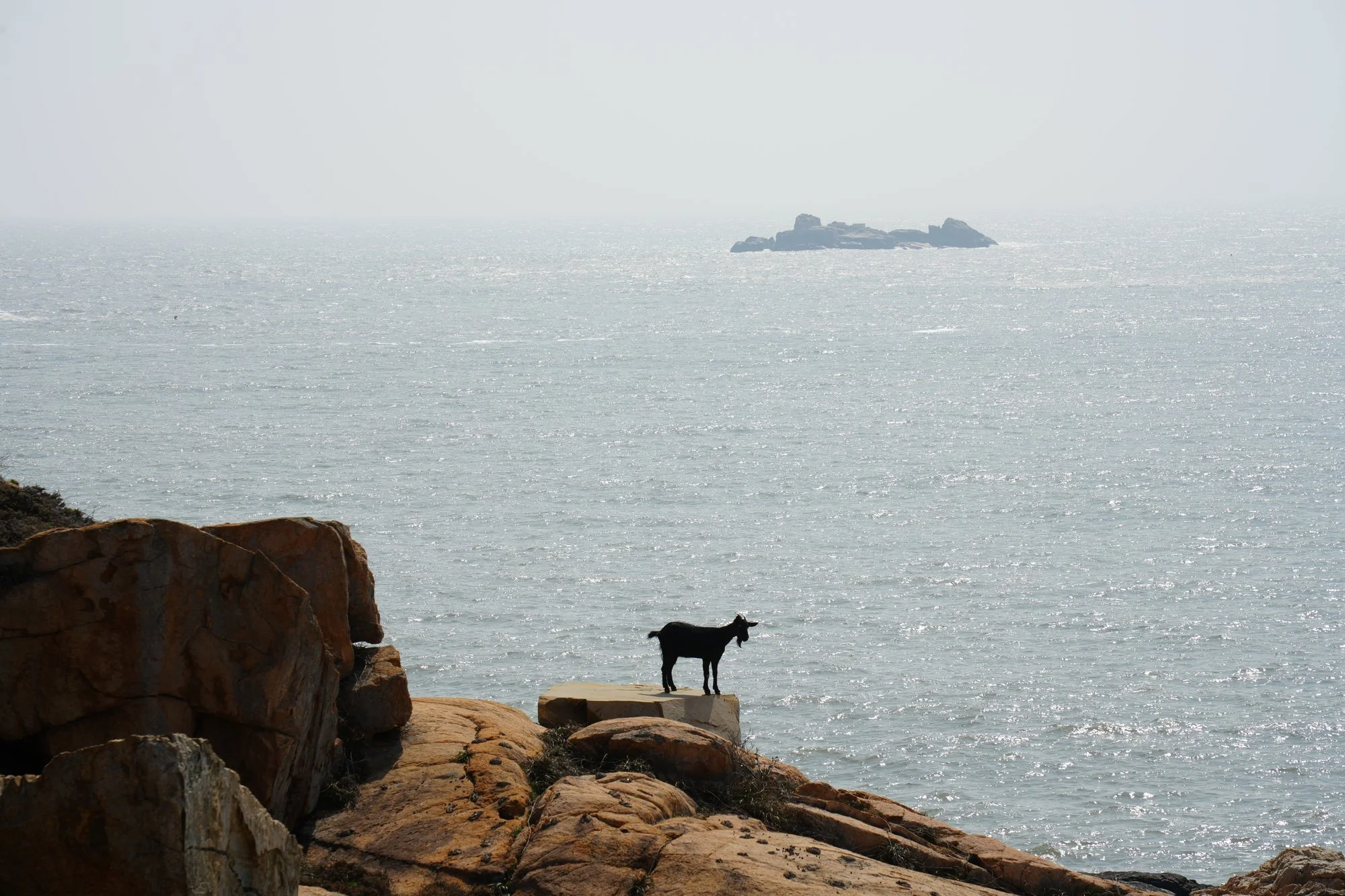 A goat stands in silhouette on a small concrete block above the glittering sea.