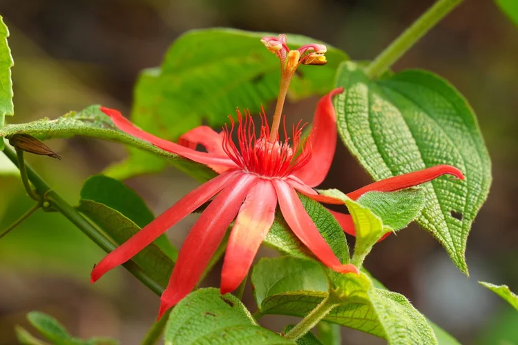 A red passionflower (Passiflora sp.) opens among softly hairy leaves, its fine filaments surrounding the raised centre.
