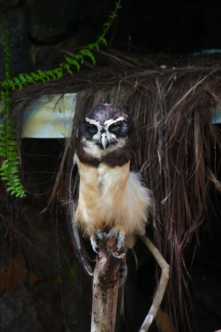 A spectacled owl (Pulsatrix perspicillata) rests in a shaded enclosure, its white facial markings sharp against the dark head.