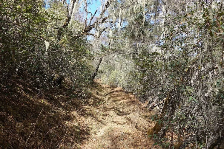 Long strands of beard lichen hang over the narrow woodland path.