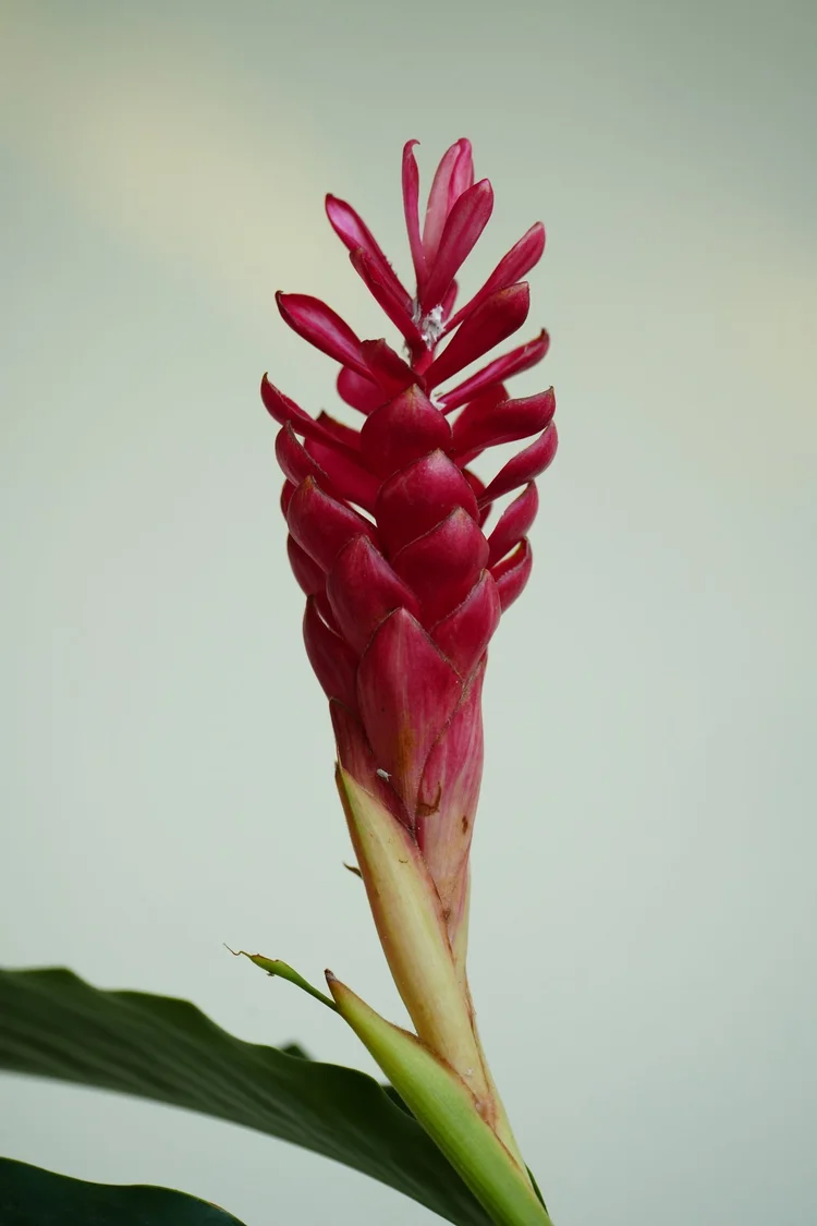 Red ginger (Alpinia purpurata) raises a bright spike near Novo Airão; the red bracts shelter much smaller true flowers.