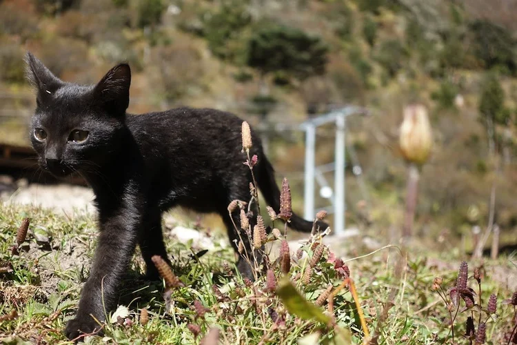 A black kitten steps through the sunlit grass.