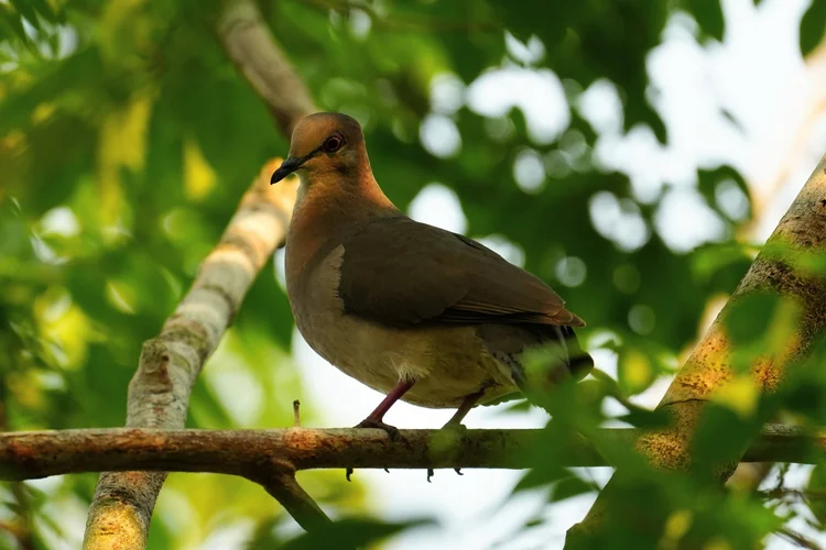 A forest dove (Leptotila sp.) rests among the leaves. The similar local species are difficult to separate in this light.