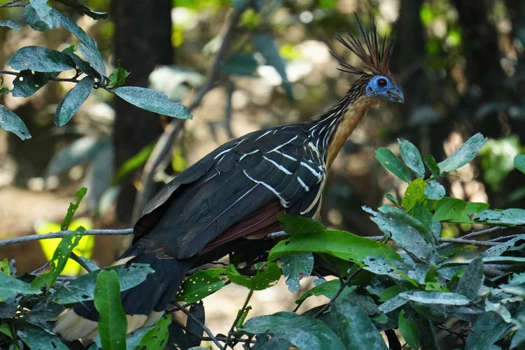 A hoatzin (Opisthocomus hoazin) balances among leaves, its blue face framed by a spiky crest.