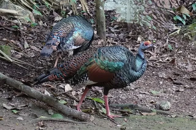 Blue heads and iridescent feathers distinguish two ocellated turkeys (Meleagris ocellata) on the forest floor.
