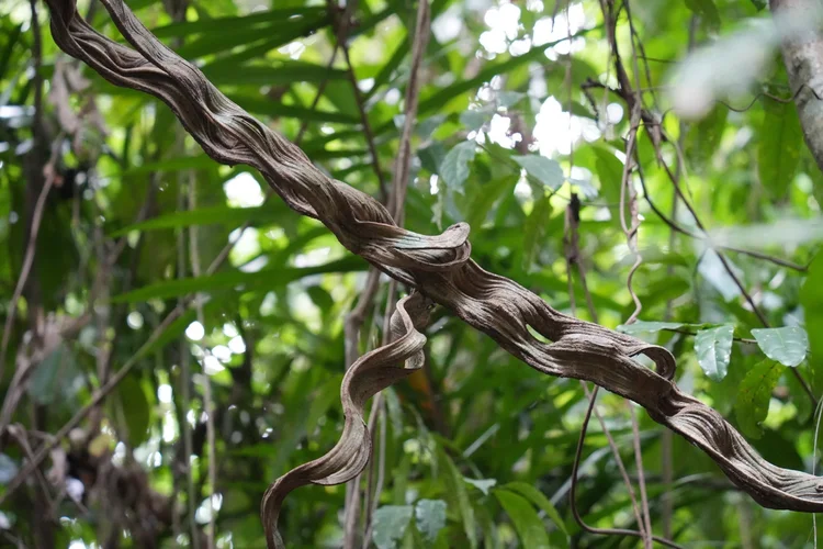 Twisted, ribbon-like lianas cross the understory, using the surrounding trees for support.