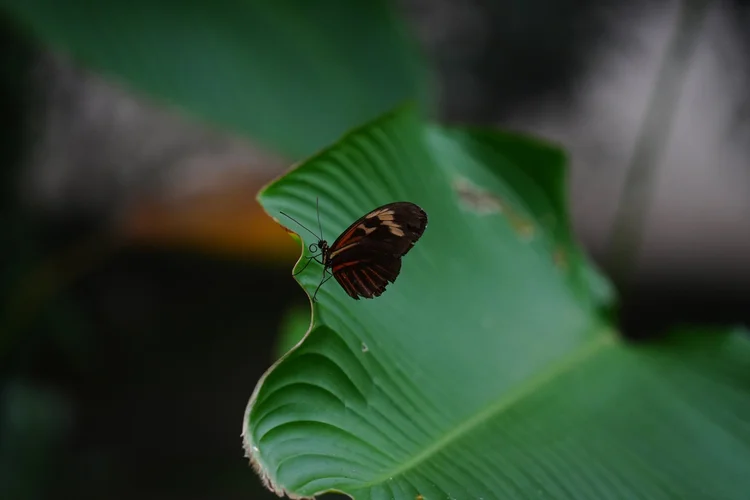 A passion-vine butterfly (Heliconius sp.) rests on a leaf, its proboscis coiled beneath its head. Several related species share this striking pattern.