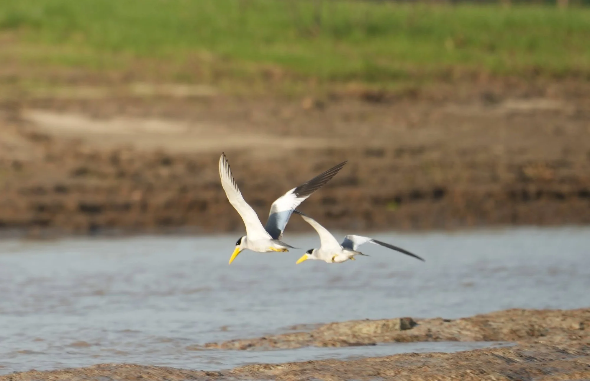 Two large-billed terns (Phaetusa simplex) skim a river channel, their heavy yellow bills and bold wings clearly visible.