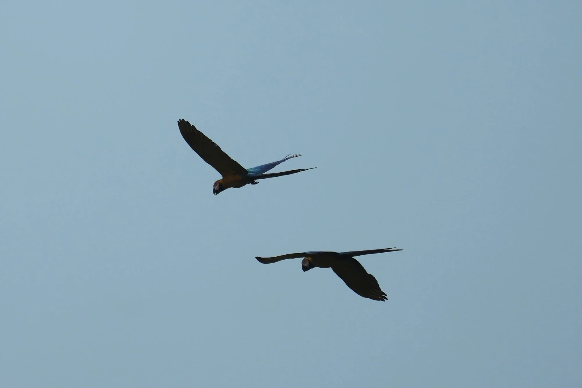 Blue-and-yellow macaws (Ara ararauna) fly together, their long tails trailing behind outstretched wings.
