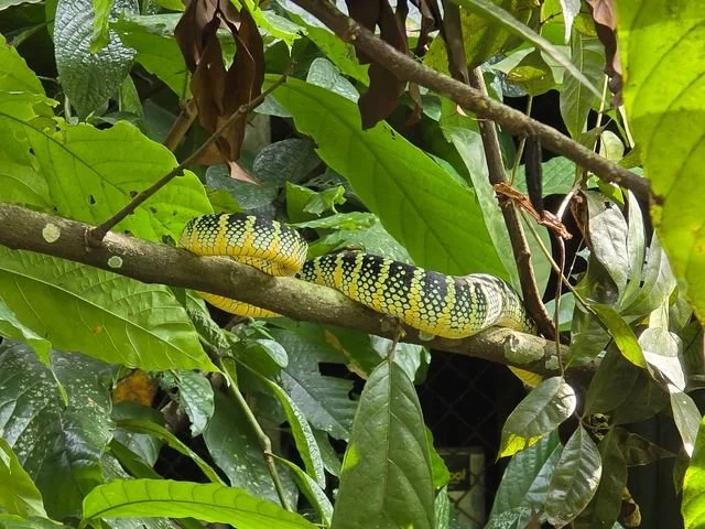 A Wagler’s pit viper (Tropidolaemus wagleri) rests on a branch. Its bold yellow-and-black pattern is characteristic of an adult female.