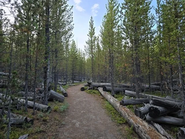 A narrow path winds between conifers and fallen trunks.