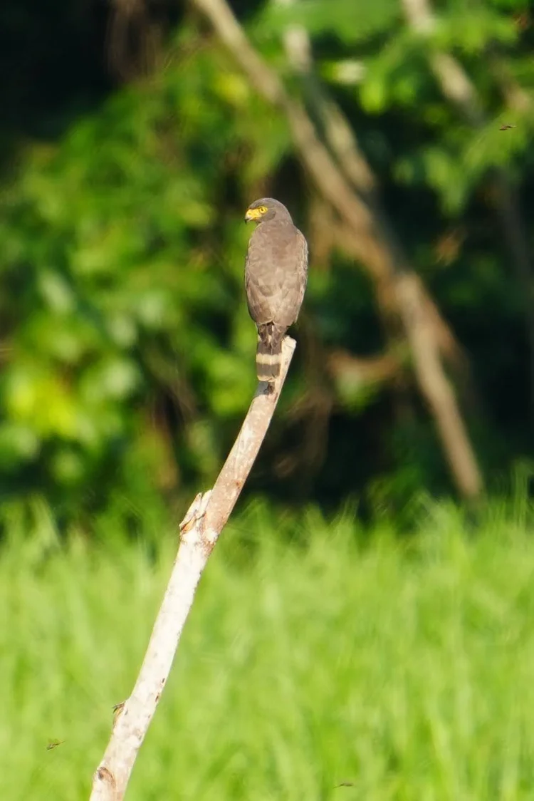Probably a roadside hawk (Rupornis magnirostris), watching from an exposed branch in Amazonas.