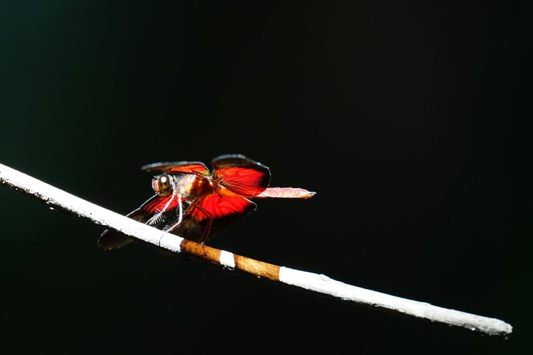 Probably a blackwing dragonfly (Diastatops sp.), with sunlight revealing red panels inside its dark-edged wings.