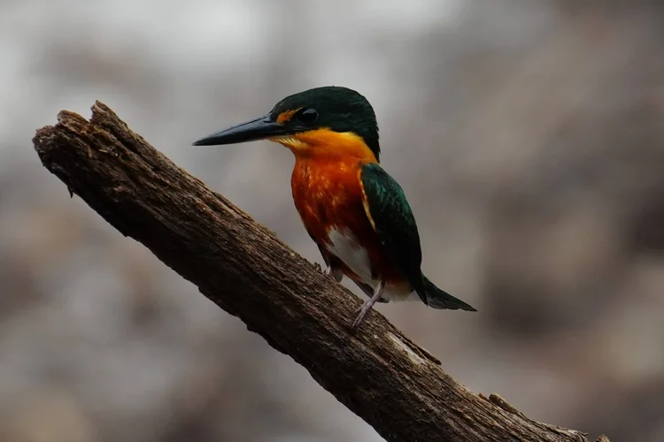 A male American pygmy kingfisher (Chloroceryle aenea) balances on a sloping branch, showing an orange breast and white belly.