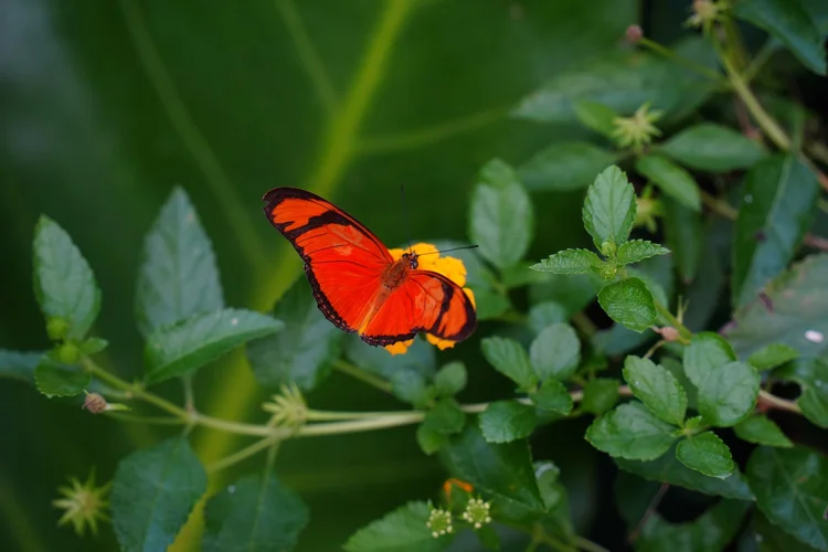 A Julia butterfly (Dryas iulia) spreads its wings above yellow lantana flowers (Lantana sp.).