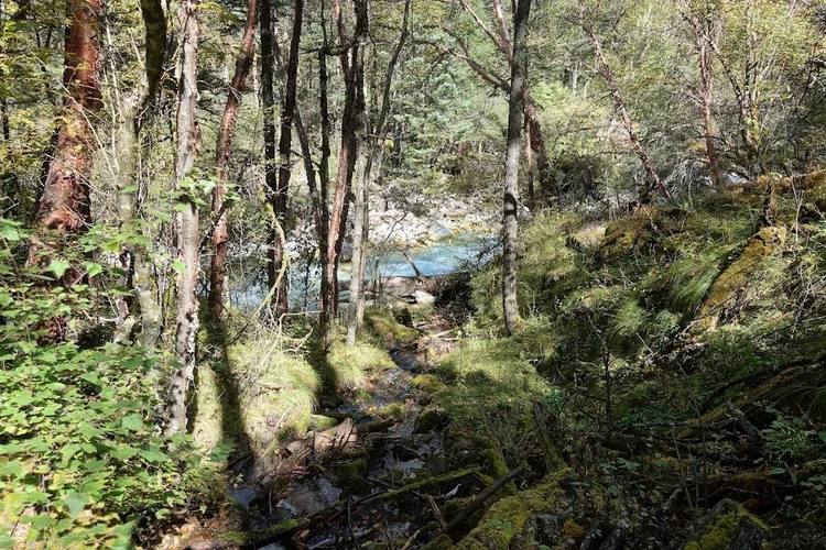 The turquoise river appears between slender trunks and mossy banks.