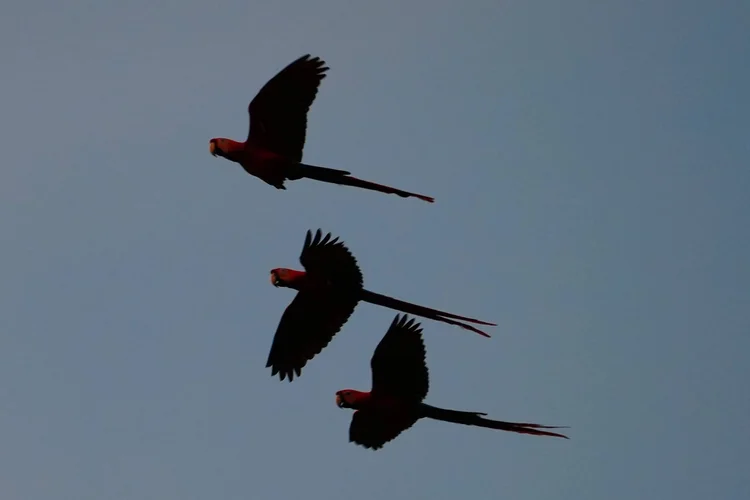 Three red macaws (Ara sp.) cross the evening sky. The backlighting leaves too little detail to distinguish scarlet from red-and-green macaws.