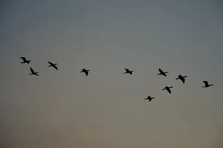 A flock of cormorants, likely Neotropic cormorants (Nannopterum brasilianum), crosses above the waterways of Amazonas.