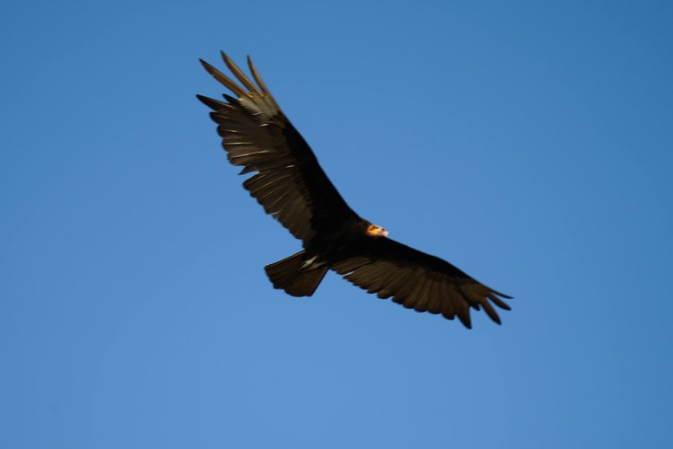 Likely a lesser yellow-headed vulture (Cathartes burrovianus), gliding with its broad wings spread above the river margin.