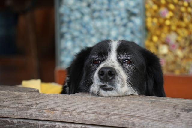A domestic dog (Canis lupus familiaris) looks over a wooden counter in Lijiang.