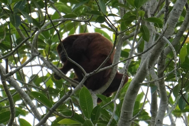 A red howler monkey (Alouatta sp.) crouches in the canopy. Long rests help conserve energy on a diet rich in leaves.