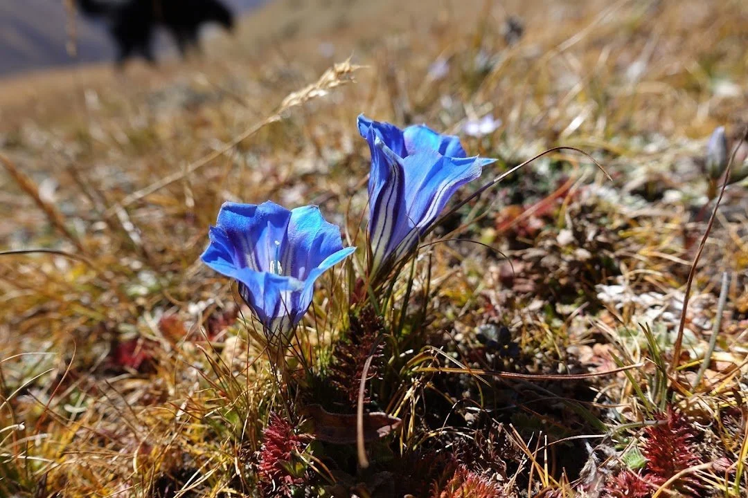 Blue gentians (Gentiana sp.) open their striped, trumpet-shaped flowers close to the ground.