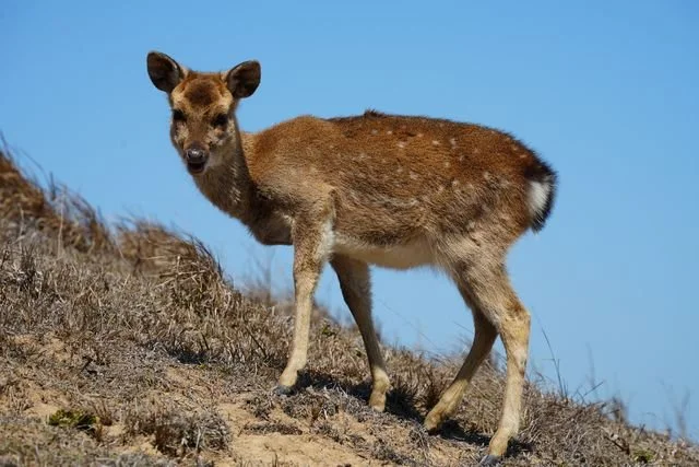 A spotted sika deer stands on a dry grassy slope on Daqiu.
