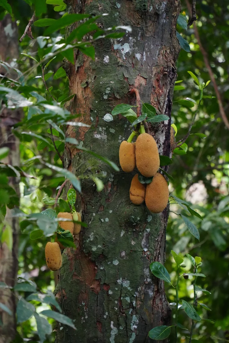 Likely a jackfruit tree (Artocarpus heterophyllus), with elongated flower heads growing from short shoots on its trunk.