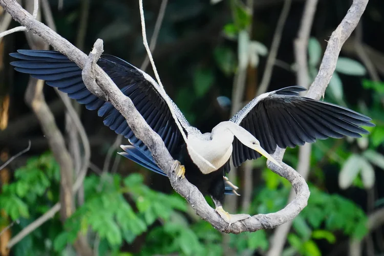 An anhinga (Anhinga anhinga) balances on curved wood with its broad wings extended.